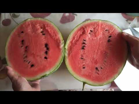 Видео: Арбуз Бедуин. 2 месяца на плети и что внутри? Арбуз не переспевает а шкурка утоньшается!