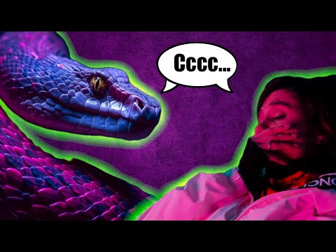 Видео: ИНФЛУЕНСЪРИ ТОРМОЗЯТ ЖИВОТИНКИ (ft. ​⁠​⁠@eleonorgrande ​⁠​⁠@Ronsygram ​⁠​⁠@adarayapodcast )