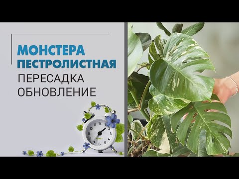 Видео: Монстера пестролистная. Спасение, пересадка и секреты ухода.