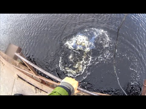 Видео: Паук трещал по швам от такого Сазана! Эти рыбины не давали нам отдохнуть ни минуты.