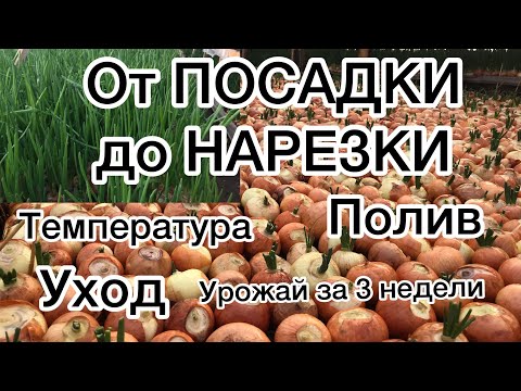 Видео: 1/20ВЫРАЩИВАНИЕ ЛУКА НА ПЕРО от А до Я. growing onions on a feather from A to Z