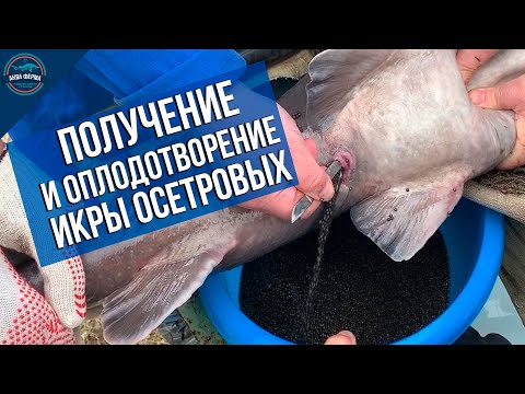 Видео: Получение икры осетровых и ее оплодотворение