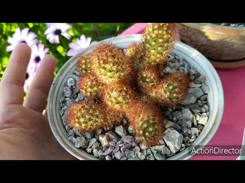 Видео: Мамилярии моя коллекция 🌵 mammilaria my collection 🌵part#2.