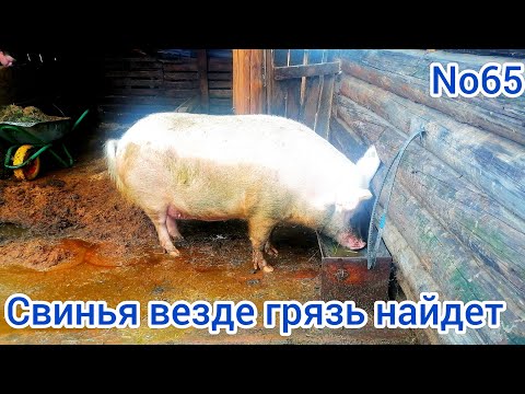 Видео: Свинья вымазалась как свинья, поехали на озеро отдыхать