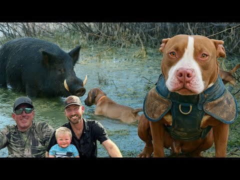 Видео: Охота с BLUEGABE | Дикая погоня за кабанами с моим питбулем!