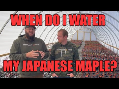 Видео: Когда поливать японский клен?