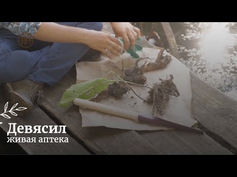 Видео: Девясил // Живая аптека