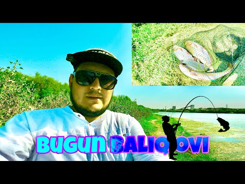 Видео: Сирдарё  Бугун. Балик ови. зор болди 🦈