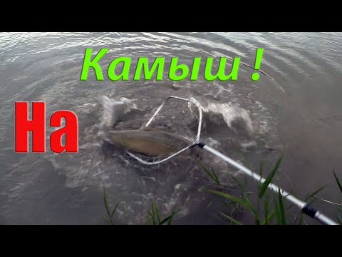 Видео: Камыш для ловли белого  амура. Готовим снасть и ловим большую рыбу