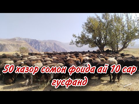 Видео: ЧИХЕЛ БО СУМИ КАМ БИЗНЕС КНЕМ АЗ ЯК САР ГУСФАНД ЧИ КАДАР ФОИДА ХАСТ?