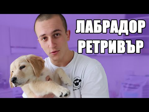 Видео: Лабрадорът Ми Изпълнява 15 Команди (3 месеца)