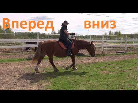 Видео: Движение лошади вперед-вниз.