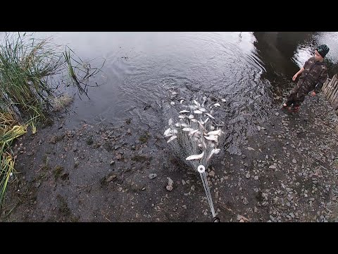 Видео: Огромный улов чебака на кастинг с сыном