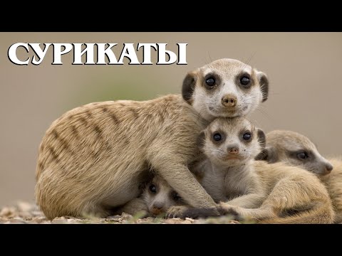 Видео: Сурикаты: Охранники Калахари | Интересные факты про сурикатов