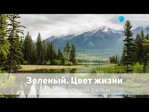 Видео: Зеленый. Цвет жизни — Документальный фильм о природе и фотосинтезе
