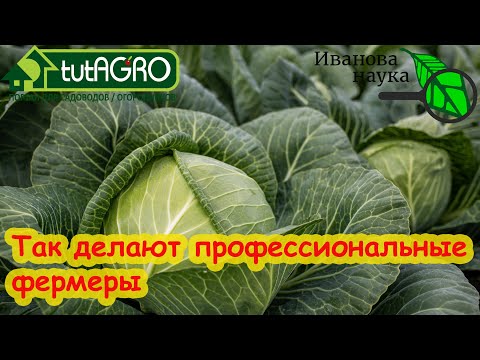 Видео: КАПУСТУ БУДЕТЕ СОБИРАТЬ ТОННАМИ! Только вот что надо сделать с листьями.