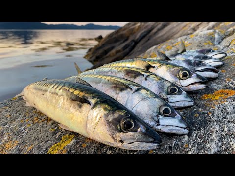 Видео: Как ловить СКУМБРИЮ в Норвегии с берега?! Ловля скумбрии от А до Я