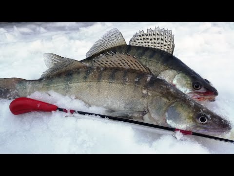 Видео: Резкая оттепель и ветер - как будет клевать судак? Ловля клыкастого на вибы в начале марта
