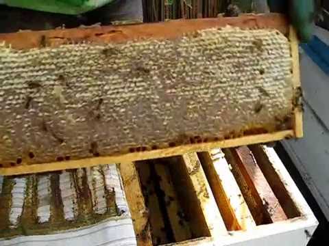 Видео: Сборка  гнёзд  в  зиму на  145  рамке