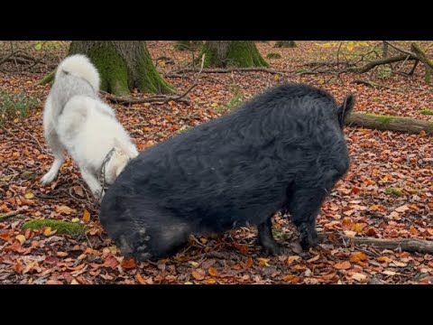 Видео: Лайки! #село #життя #лайки #охота #кабан 