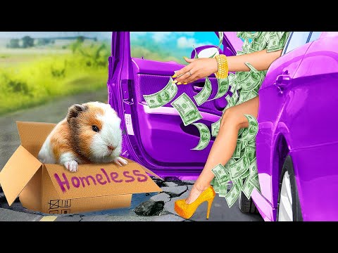 Видео: Мы приютили морскую свинку!