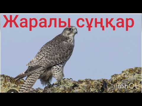 Видео: ЖАРАЛЫ СҰҢҚАР 7-ші бөлім | Повесть | Ә.Әбішев |
