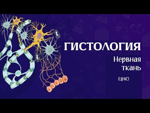 Видео: Гистология нервной системы (ЦНС часть 1)