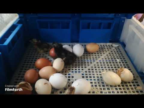 Видео: Плюсы и минусы инкубатора "Умница" и брудера "Оптима"