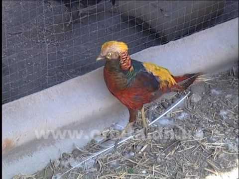 Видео: Домашний зоопарк в Марьинском районе