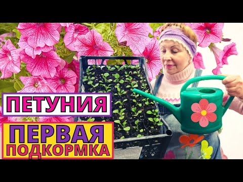 Видео: Когда проводить первую ПОДКОРМКУ ПЕТУНИИ? Какие удобрения применять?
