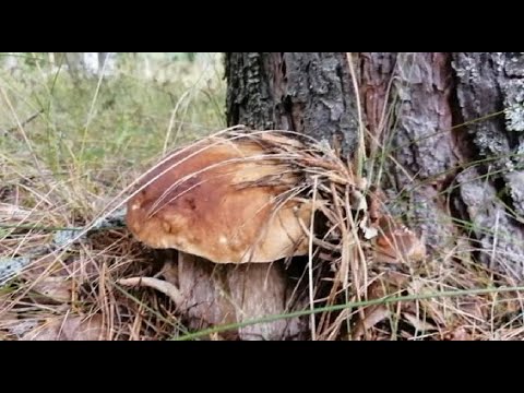 Видео: Это мощная грибница
