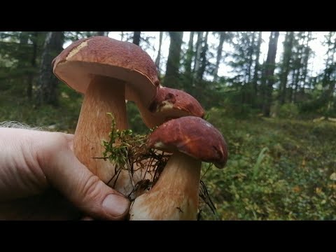 Видео: ЖИРНАЯ ГРИБАЛКА