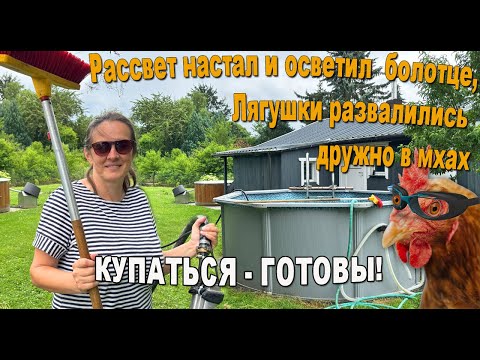 Видео: Дачное болото. Курицы - Атибиотчицы. Пробуем плоды на вкус.