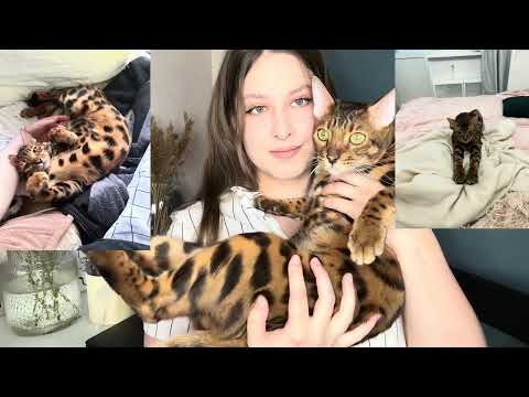 Видео: ПОСМОТРИТЕ ЭТО ВИДЕО ПЕРЕД ТЕМ КАК КУПИТЬ БЕНГАЛА!