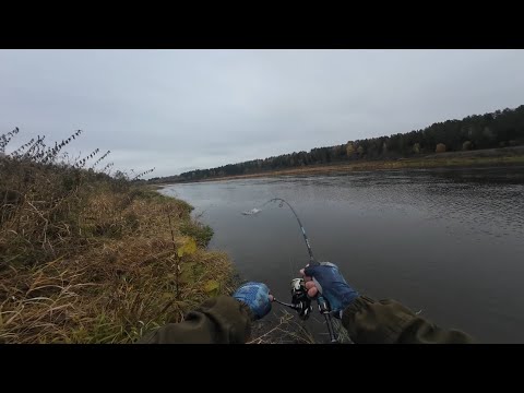 Видео: Рыбалка осенью на спиннинг на верхней Волге в Тверской области