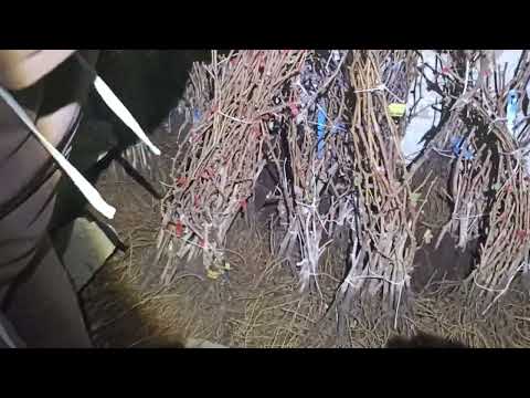 Видео: Крым. Саженцы винограда 2025г.   +79789663129 Александр