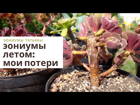 Видео: Эониумы летом: мои потери