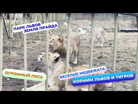 Видео: Спасённый медвежонок с Камчатки! Он здесь? Парк Львов "Земля Прайда" А вы здесь были? Поехали с нами