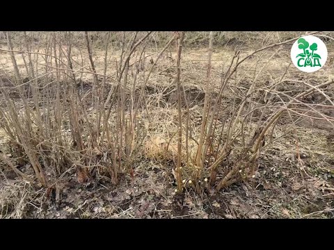 Видео: Открытие для садоводов - золотистая смородина.