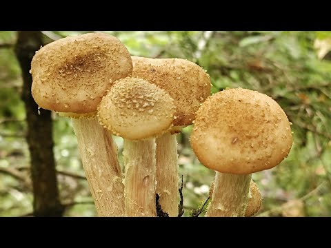 Видео: Собираем  успенские  опята