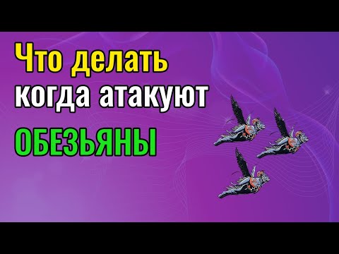 Видео: Что делать когда атакуют летучие обезьяны
