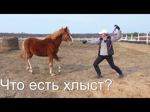 Видео: Учим коня не бояться хлыста. Клёвый.