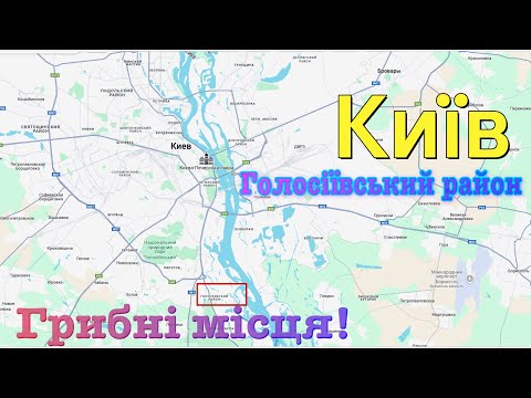 Видео: Як знайти грибні місця в Києві де ростуть гриби в жовтні 2024