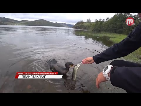 Видео: Баклан вновь вернулся и оккупировал Байкал