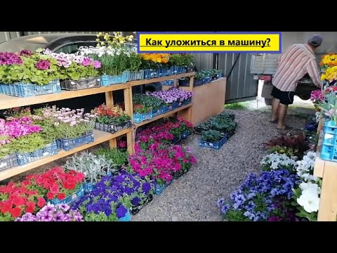 Видео: Долгие сборы - быстрая продажа! Собираем машину самых КРАСИВЫХ  ЦВЕТОВ!