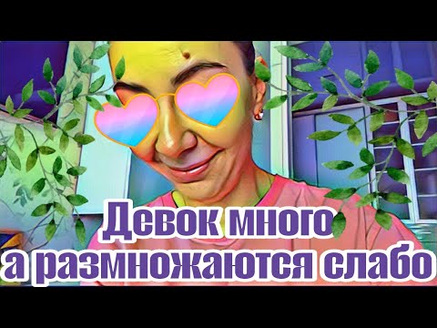Видео: Диана ВонХ/Самвел забегались,как прижало!Эдик не хочет говорить про роды Милены,а Самвел хочет.