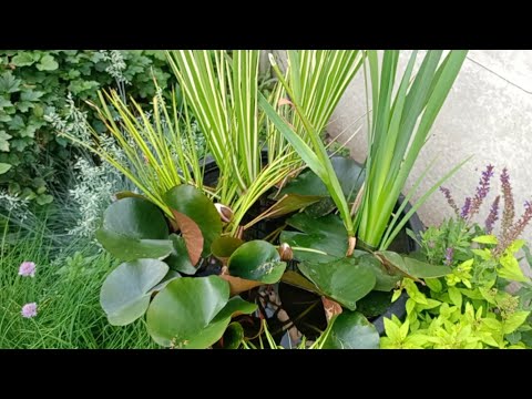 Видео: Штучна водойма за 30 хвилин 🔥