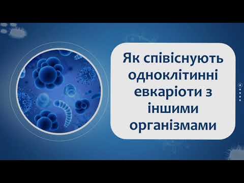 Видео: Біологія 7 клас (Балан). §12 Як співіснують одноклітинні евкаріоти з іншими евкаріотами