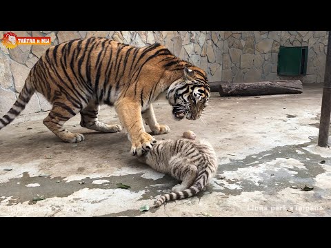 Видео: Тигренок говорит МАМА. Такая строгая, но такая добрая Мама 🥰 Тайган.