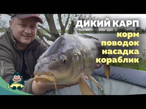 Видео: Ловля дикого карпа. Корм, поводок, насадка, кораблик